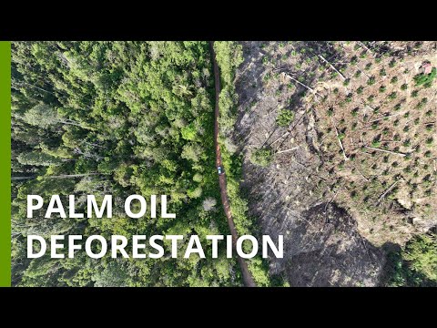 How palm oil contributes to deforestation in Indonesia