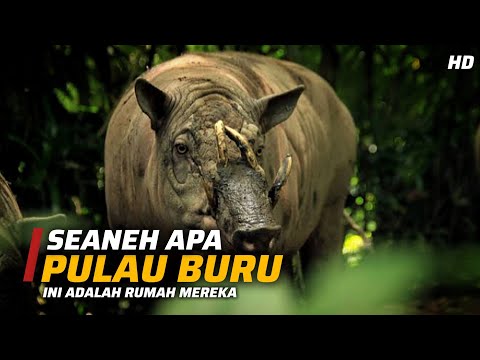 Harta Karun Tersembunyi di Pulau Yang Tak Biasa: Pulau Buru!