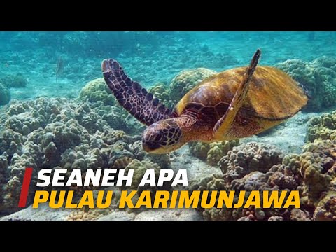 Pulau Karimunjawa: Ada apa di pulau ini