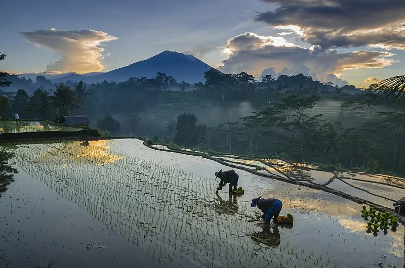 Economy of Indonesia 2 Economy of Indonesia - Agricultural Sector