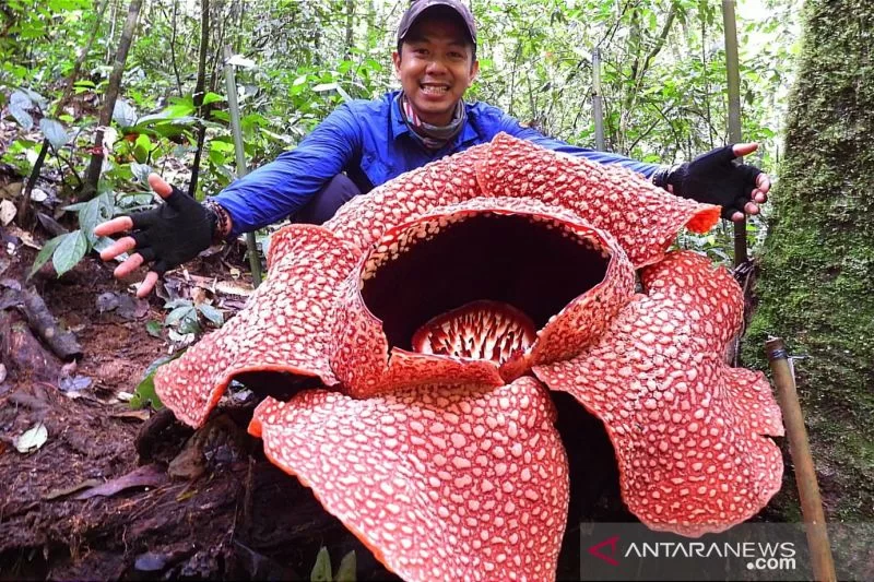 Get Closer to Indonesian Endemic Flowers: Rafflesia arnoldii and Amorphophallus titanum 2 Rafflesia Arnoldii was found growing well by the South Sumatra BKSDA conservation team